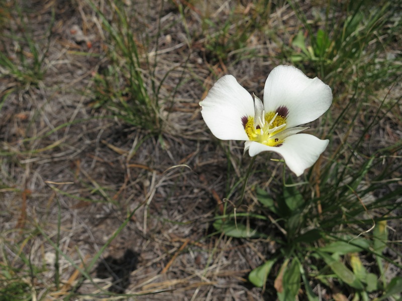 A mariposa lily, on the side of the trail after Tuolumne Meadows.