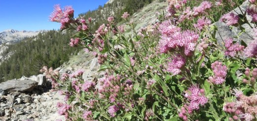 Anyone know what these pink flowers are? On the slope above Tully Hole.