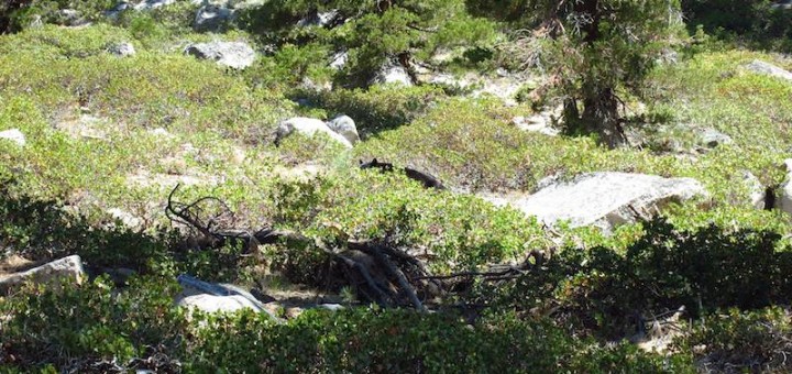 black bear in Sequoia Kings near Palisade Creek