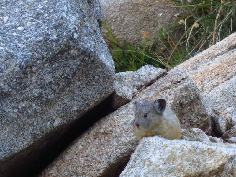 pika on the golden staircase switchbacks