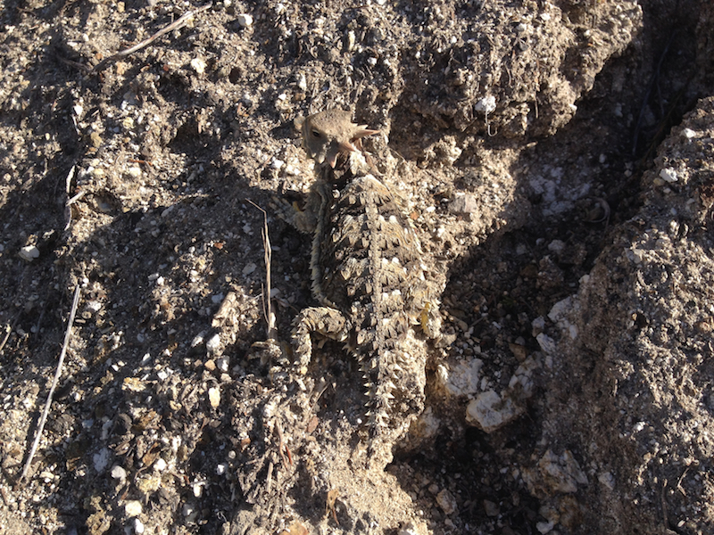 A horny toad blending into the soil.