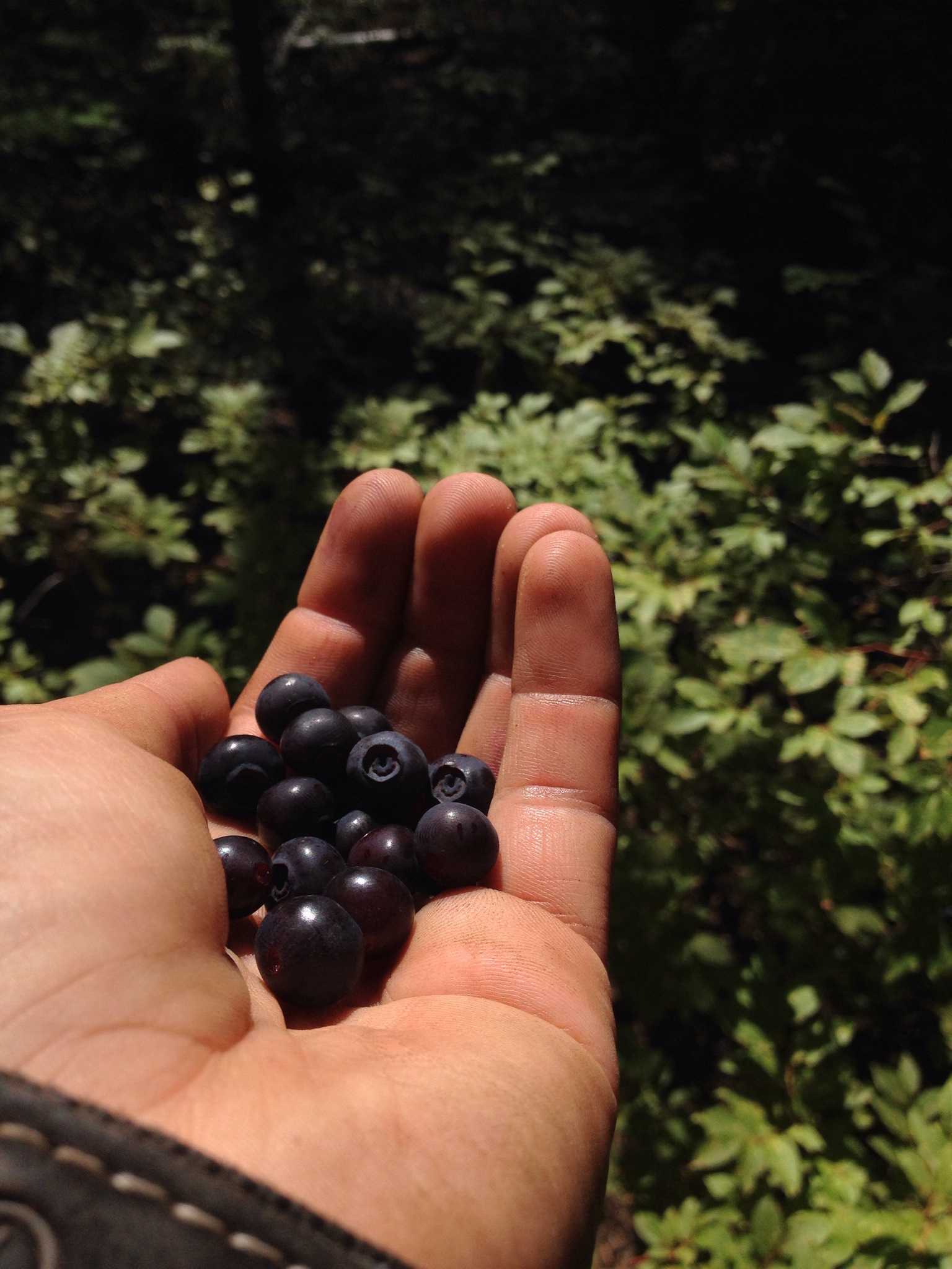 A handful of huckleberries.
