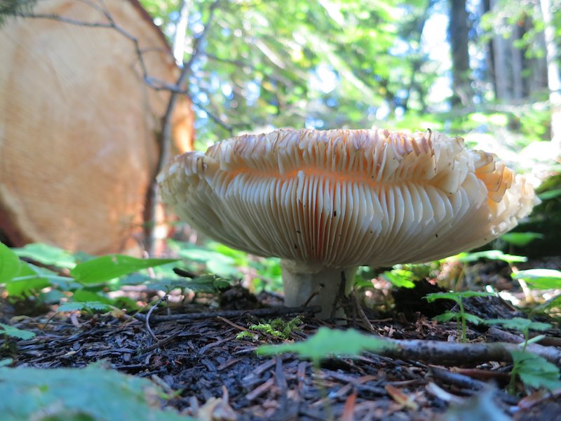Old gilled mushroom on the forest floor.