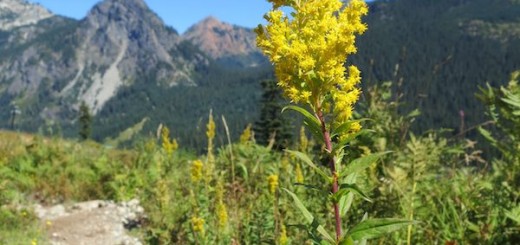 Bee over goldenrod on the Snoqualmie Pass ski slope.