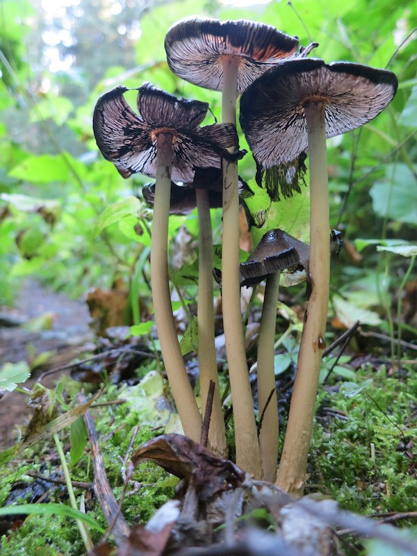 tall skinny mushrooms by the PCT in washington