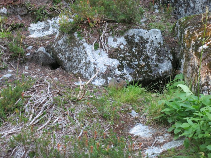 pika in a rocky field in the Washington Cascades
