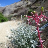 The inflorescence of a lanceleaf liveforever plant (Dudleya lanceolata), beside the trail in Southern California.