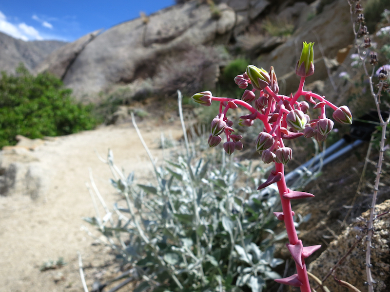 The inflorescence of a lanceleaf liveforever plant (Dudleya lanceolata), beside the trail in Southern California.