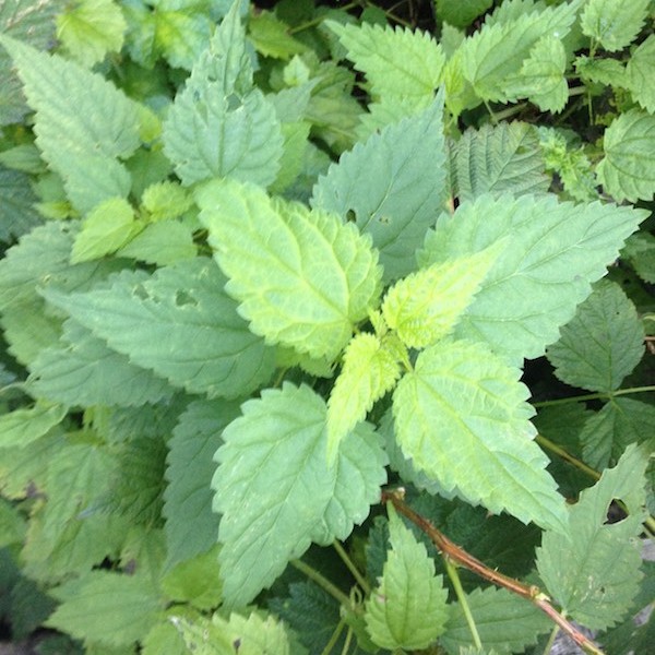 stinging nettles by the PCT in the North Cascades